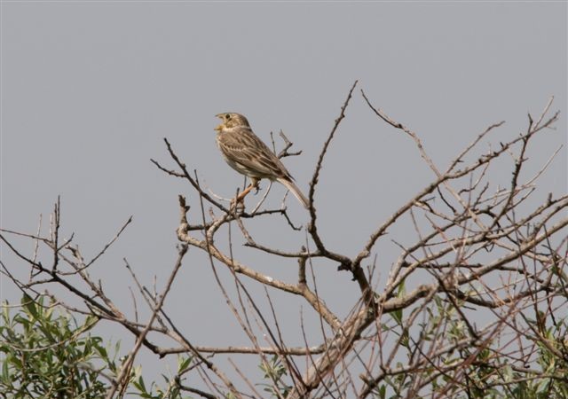 9:16 El triguero es un pájaro que no guarda, cuando vuela, el tren de aterrizaje que son sus patas.