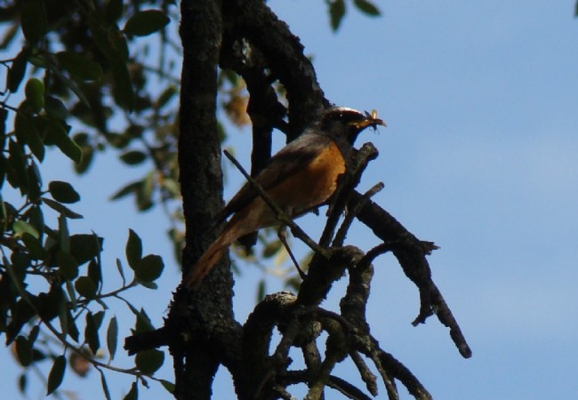 10:03 

Con otra palabra para nuestro Diccionario de la Naturaleza: BUZARCO, nueva crónica de Juan Carlos Delgado Expósito:”No sabría decir cual es mi pájaro preferido, por todos los que he