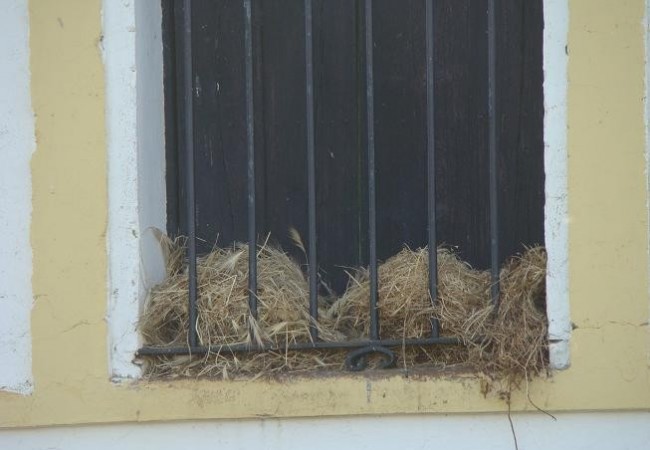 Nidos de gorrión común en la ventana