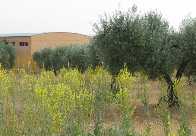 8:25

“Aprovecho este foro de la naturaleza, que tantas sorpresas nos depara a diario, para felicitar a Juan Carlos por las magníficas crónicas que hace casi a diario desde la Baja Extremadura,