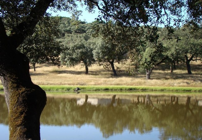 “En la charca de la foto, observo con mis prismáticos a un zampullín común, posiblemente ha nidificado aquí, o vino de alguna otra zona de agua, cualquiera sabe.” Juan Carlos Delgado Expósito.