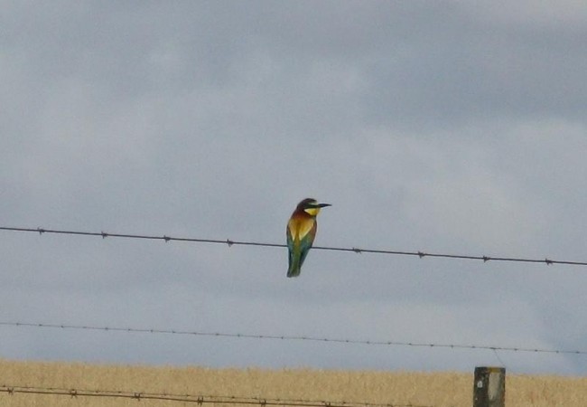 8:31

“En el último recorrido disfruté particularmente de aves que lucen algunos de los plumajes más bellos y llamativos: las carracas, las abubillas, los abejarucos.” Crónica de Pilar de Cáceres.