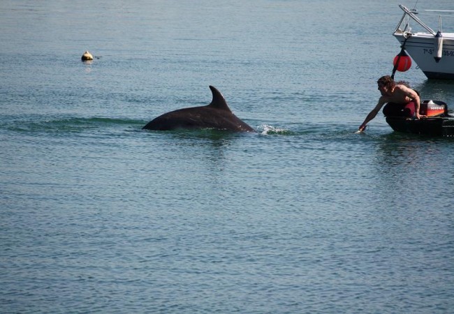 9:54

En junio es cuando se llena la ría de delfines que entran a pescar los bancos de caballas, a las que rodean en familias, y desconciertan removiendo el agua, dando saltos de casi un metro de altura.