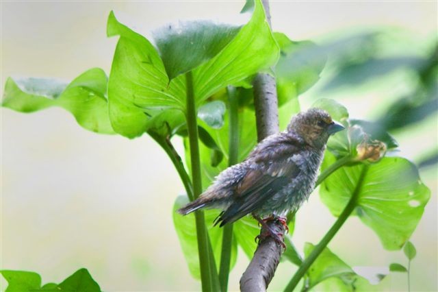 6:21

“Querida Mónica: En esta época de pollos, aquí va un picogordo
(Coccothraustes coccothraustes) muy jovencito, también de mi jardín. “