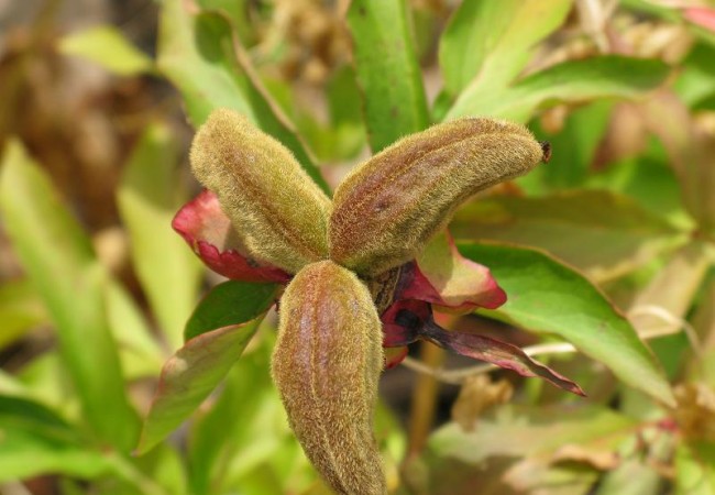 6:33

“Cuál fue mi sorpresa cuando veo subiendo por la ladera a un meloncillo (Herpestes ichneumon) que viene directo hacia mí y que iba tan tranquilo porque no me había visto.”Crónica de ayer de Pilar López.