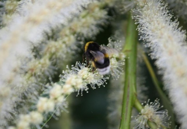 7:02

Ayer por la tarde se llenó la copa del castaño de una nube de abejorros Bombus hortorum