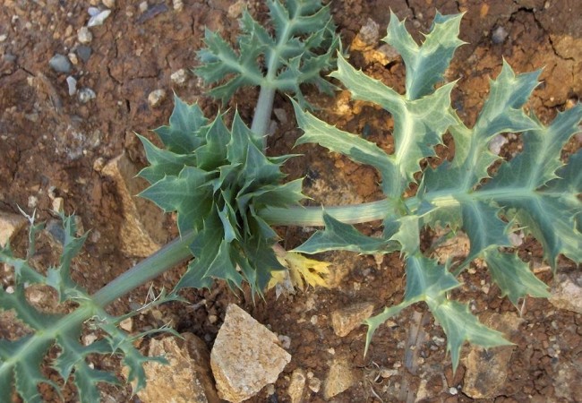 6:46

“El cardo corredor, en la fotografía, es relativamente abundante en esta zona, lo de corredor sin duda le viene que ni pintado, pues cuando esta planta se desprende de la tierra, el viento lo lleva lejos dando vueltas y vueltas y disemi