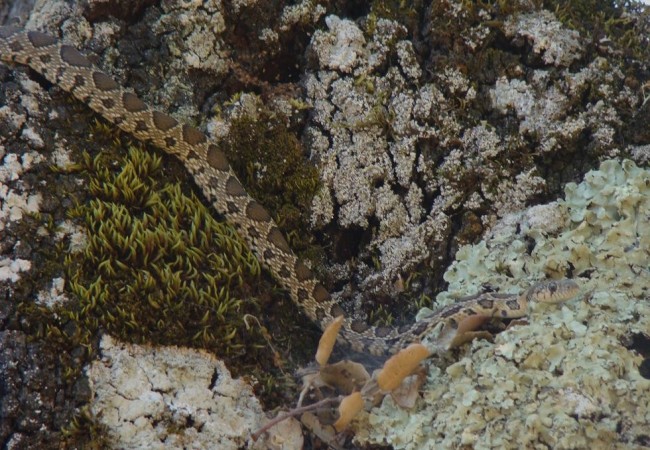 Culebra de Herradura o Alicante