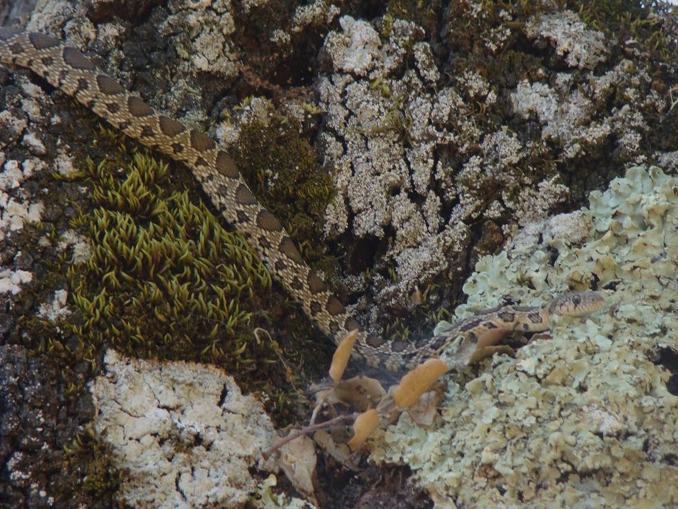 Culebra de Herradura o Alicante