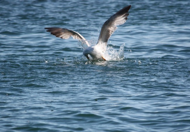 A la gaviota no le gusta el agua