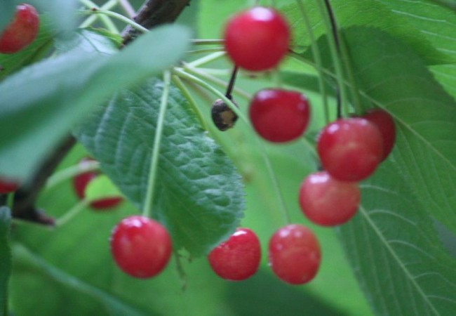 22:26


Entre las cerezas, fotografíadas ayer por la mañana, se observa cómo queda el hueso colgado del pedúnculo, tras haber forrajeado la cereza un zorzal.