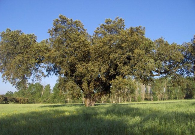 “La encina  que ven en la fotografía se encuentra en la finca de El Rañal, una de las maravillosas dehesas bien conservadas del Sur, en la localidad de Fregenal de la Sierra. Se trata posiblemente de la encina más grande de la provincia de Badaj