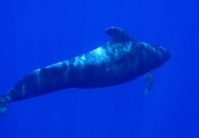 Con el calor que hace, es una delicia poder sumergirse en las aguas de El Hierro, para ver casi en directo a las ballenas piloto con el magnífico buceador y cronista de la Naturaleza marina que es Cristóbal Richart.