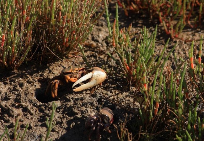 14:42

Esmeralda Ramos-García Neto es la autora de esta fotografía del Cangrejo Violinista el pasado 27 de junio, en la marisma del río San Pedro, en Puerto Real, Cádiz.