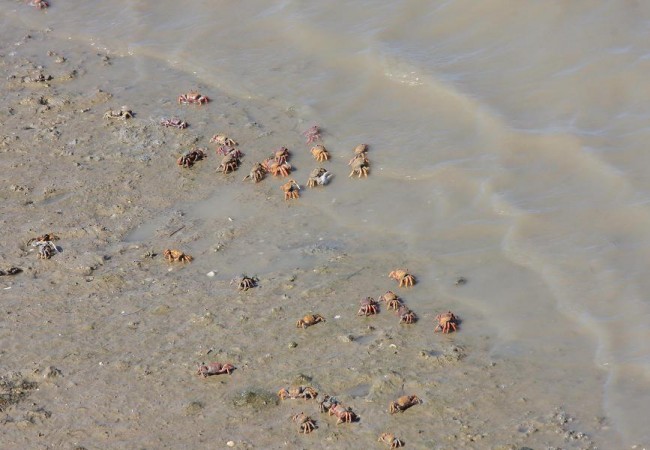 Fotografía de Esmeralda Ramos-García Neto el pasado 27 de junio de los cangrejos violinistas (Uca tangeri) en la orilla de la marisma del río San Pedro de Cádiz.