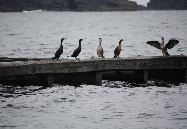 17:36 ÚLTIMA HORA: CRÓNICA DESDE EXTREMADURA DE JUAN CARLOS DELGADO EXPÓSITO
6:47 ¿Cúal de estos cormoranes es el más joven?