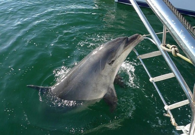 Estábamos el sábado a punto de bañarnos en un mar totalmente en calma, cuando apareció este delfín con nombre propio.
