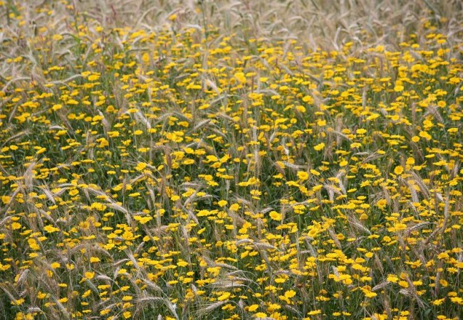 
Ni siquiera se el nombre de estas flores amarillas que están avanzando por los sembrados.