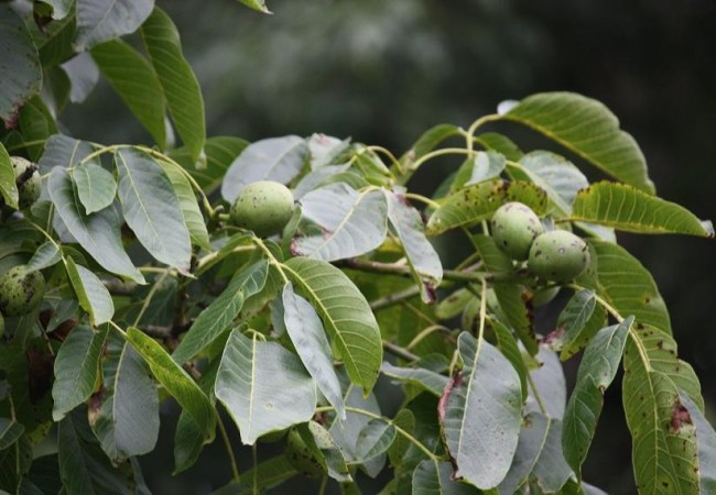 9:07

Las nueces, de las cuales se diría que son los frutos más ancianos del mundo,