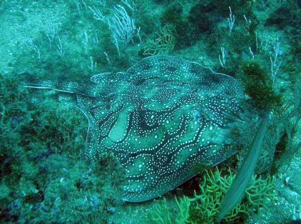 12:51

Recién fotografíada por Alexander Van de Ven, del ALMUÑECAR DIVE CENTER, vemos hoy esta preciosa raya mosaica ( Raja unduluta) con esas ondas salpicadas de puntos blancos que es un rasgo distintivo de esta especie, ya