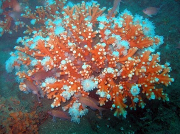 “El coral naranja de esta foto (N.de la R.:cuyo autor es Alexander Van de ven) está en peligro de extinción y por ese motivo cuando vemos que lo que nos queda goza de buena salud,e incluso
.
