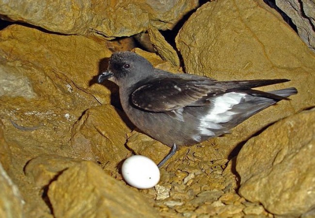 No imaginé que en la isla de Benidorm anidara el Paíño Europeo (Hydrobates pelagicus),y ahora que lo pienso es lógico en ésta,la más pequeña ave marina, del tamaño de un gorrión, pies palmeados, y que no se asusta cuando alguien se le acerca.