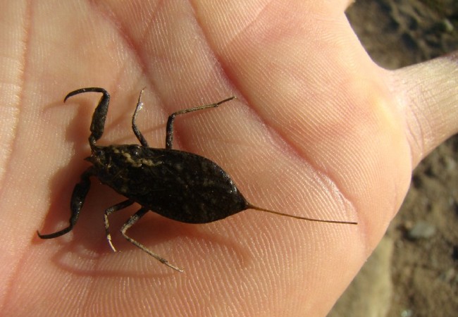 “Sobre unas rocas en la orilla del agua, varios escorpiones acuáticos permanecen inmóviles. Son insectos muy curiosos, en la parte trasera de su cuerpo aparece un tubo con el que pueden respirar mientras se encuentran sumergidos, al acecho de sus pre