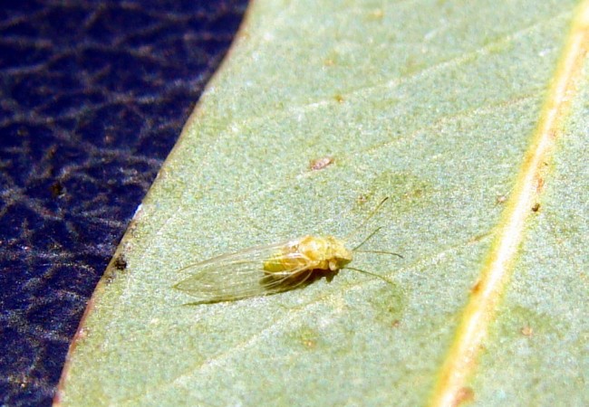 “Los eucaliptos cacereños están siendo atacados por un nuevo insecto de procedencia australiana, al igual que él.” Antonio Morcuende Bachiller