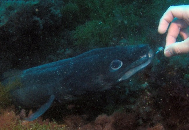 Congrio en el bajo de Azpiroz Reef (Mutriku-Guipúzcoa) por Javier Aguinaga