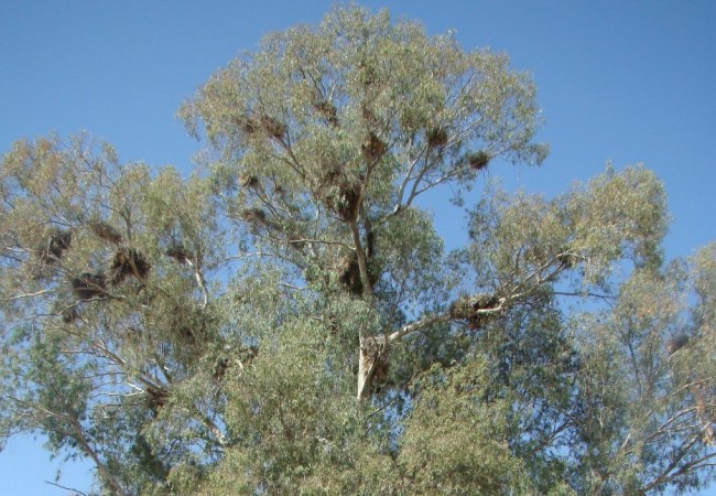 A estas alturas del verano los nidos de las cigüeñas blancas y las garzas reales, se encuentran vacíos.