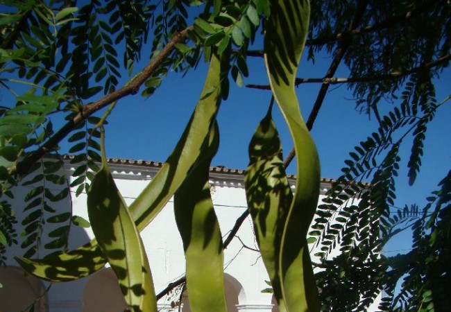 “Moviéndome por diferentes zonas de la Baja Extremadura, me llaman la atención en estos días, unas largas legumbres, he medido algunas de hasta cuarenta centímetros de longitud.”
J.C.Delgado Expósito