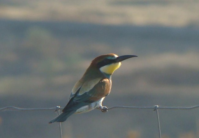 Esta tarde los abejarucos, con sus bellos colores, parecen nerviosos,