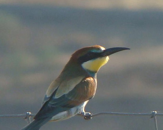 Si los abejarucos abandonan hoy la orilla de los ríos para volar hacia África, no será porque haga frío, ni calor, ni porque el día sea tibio: es porque hay  








