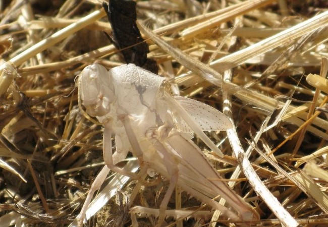 Me he quedado asombrada con la foto que nos acaba de enviar Pilar López, de la muda, blanquísima, como un fantasma, de un saltamontes en el rastrojo de avena.