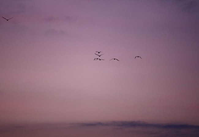 Anoche salí a pescar al calamar y a eso de las nueve empezaron a pasar las gaviotas desde donde da el último rayo de sol del día, hacia donde