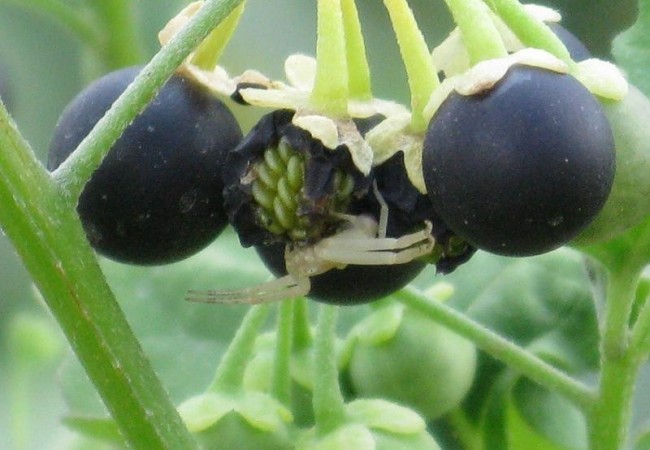 Vaya por delante que la foto de la araña cangrejo es de Pilar López, magnífica, como todas las fotos que nos envía; aunque lo que yo tengo ahora mismo en la cabeza