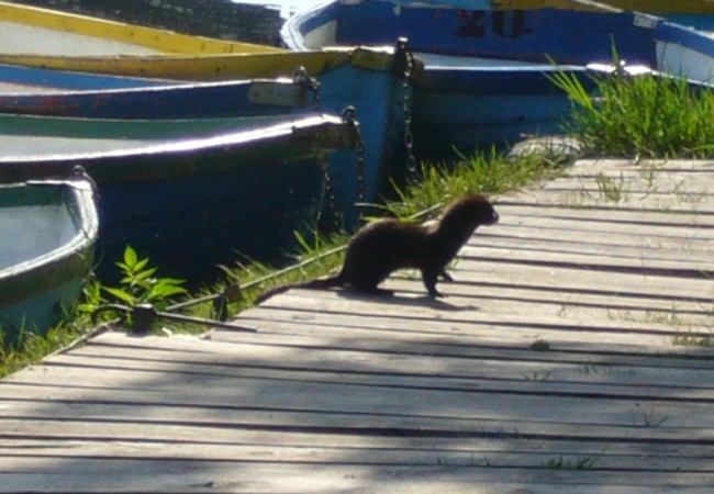 Buenos días.
Desde aquí nos parece que es un visón americano(Mustela vison) pero como en todo, se admiten opiniones.
