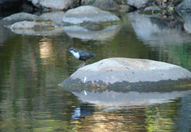 El ave se posa en la orilla, sobre unas rocas a pocos metros de donde me encuentro, decido nadar despacio para acercarme al pájaro y para mi sorpresa el pájaro no se espanta.

          Crónica de Juan Carlos DELGADO EXPÓSITO