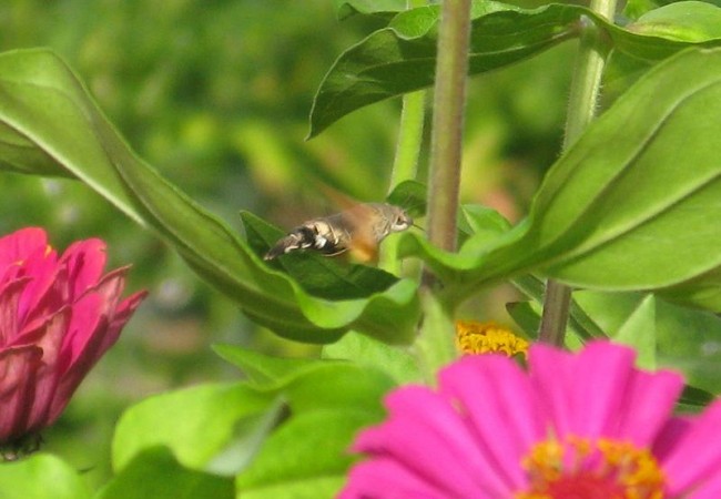 Fotografía de Pilar López de una esfinge colibrí (Macroglossum stellatarum)en vuelo.