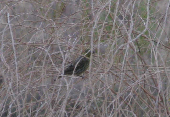 Tenía el tamaño de un verdecillo, el plumaje muy oscuro, casi negro, el pico corto de granívoro, y comía semillas de una planta. 
Pilar López.