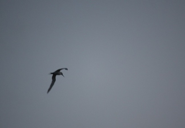 Se sabe que es la hora de ir guardando los aparejos, cuando los charranes y las gaviotas pasan volando, hacia el Oeste por encima del barco.