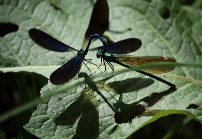 Me quedé ayer asombrada cuando, sobre una hoja, vi a la hembra de esta Calopteryx splendens, tan verdosa y clara y dorada que pasaba desapercibida, hasta que llegó volando el macho y la agarró por detrás de la cabeza.