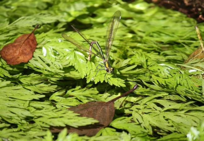 Hembra de Calopteryx splendens poniendo los huevos sobre las hojas laciniadas que peinaba la corriente ayer sobre el río.