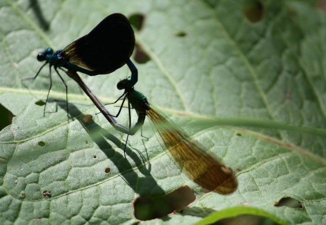 Momento en el que ayer formó en la cópula el corazón el macho y la hembra de  Calopteryx splendens  (Caballito del diablo)