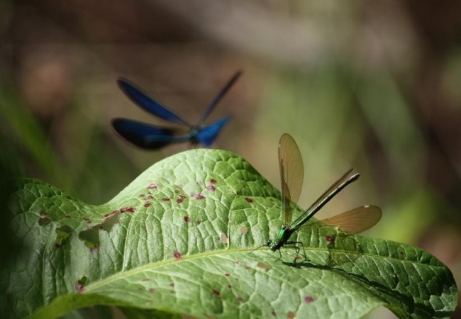 A punto de aterrizar el macho,la hembra del caballito del diablo,espera sobre una hoja de gran superficie, junto al río. Al fondo,las cuatro alas azules del macho en vuelo.