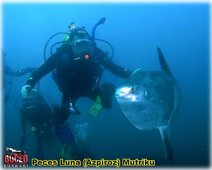 Estamos viendo cantidad de Peces Luna como el que te envió en la foto.
