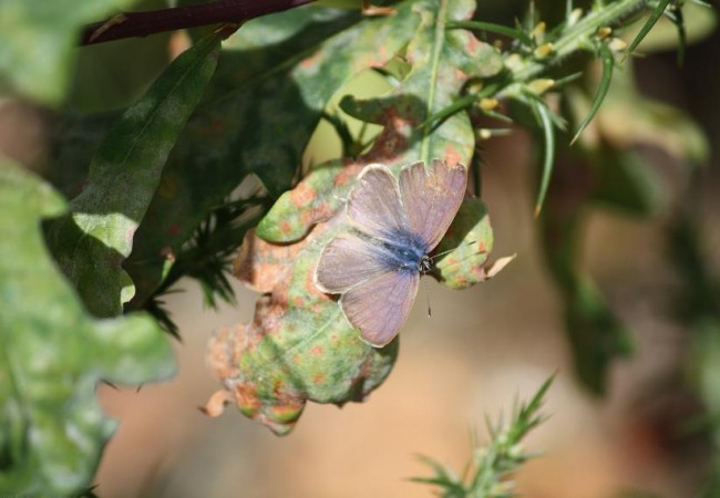 Hay mariposas parecidas a ésta cuyas orugas viven una temporada, tras alimentarse de tomillo, dentro de los hormigueros.