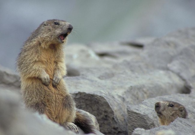 Los turistas que visitaban el Parque Nacional de Ordesa y Monte Perdido, solían declarar haber visto un oso cuando divisaban una marmota. “¿Escucharon algún silbido?”, preguntaba el jefe de conservación.