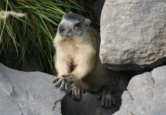 VEA AHORA AQUÍ EL VIDEO DE LA MARMOTA ALPINA por cortesía del Parque Nacional de Ordesa y Monte Perdido donde se escucha la voz de la marmota, que a mi me ha recordado,