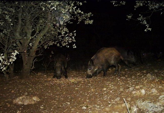 Buenas. Este año he visto menos jabalíes, como si las lluvias de julio hubieran llenado la tierra de miñocas y no les hubiera hecho falta subir desde el río a los maizales, para tumbarlos y comer sus mazorcas.